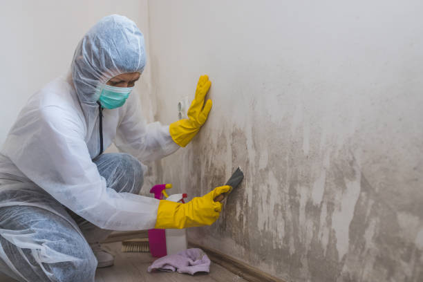  Orange, VA Mold Removal Pros