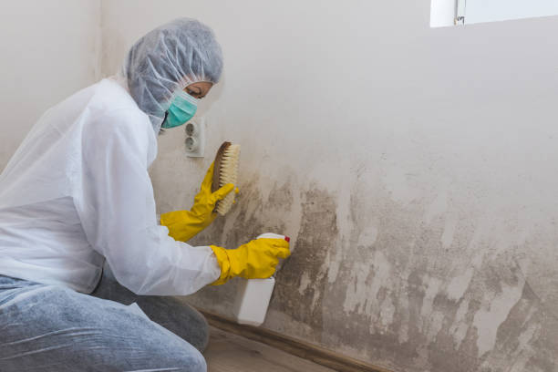 Best Local Mold Removal Service  in Orange, VA