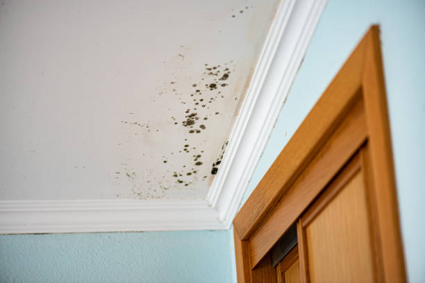 Best Mold Testing  in Orange, VA