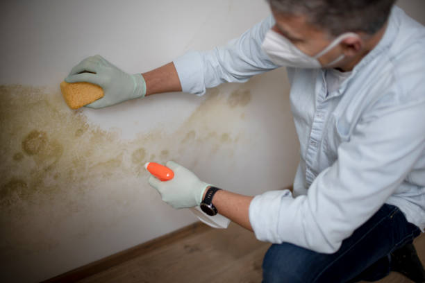 Best Office Mold Removal Services  in Orange, VA
