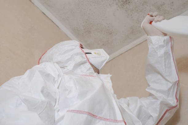 Best Same-Day Mold Removal  in Orange, VA