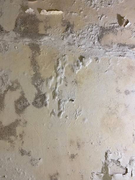 Best Best Mold Removal Companies  in Orange, VA