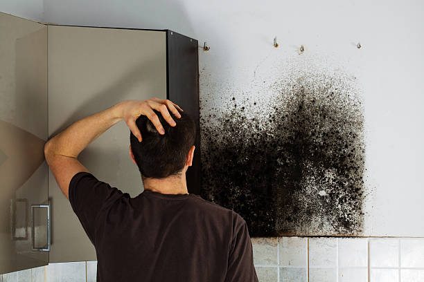Best Fast Mold Removal  in Orange, VA