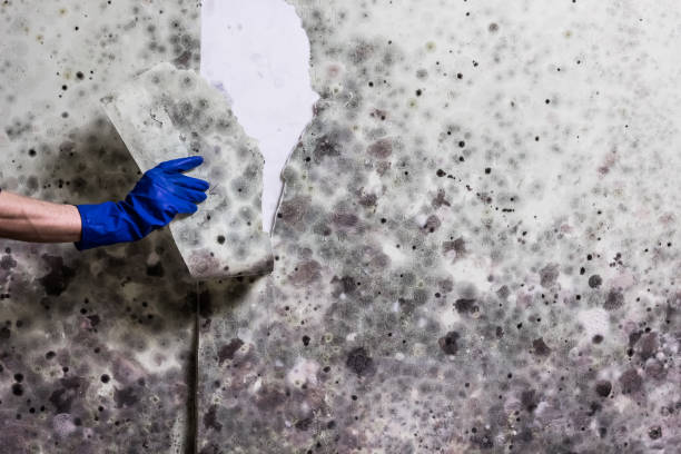 Best Local Mold Removal Service  in Orange, VA